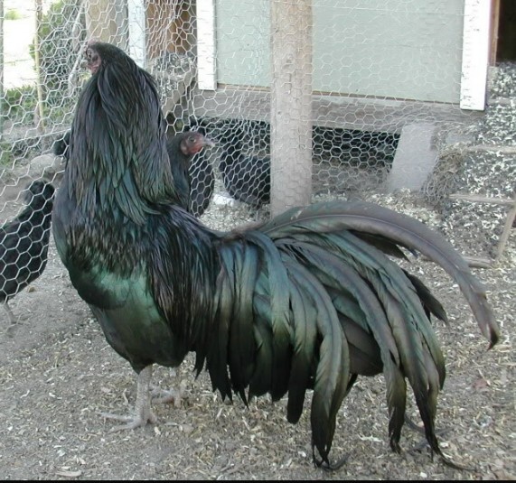 CIri Dari Ayam Black Sumatera