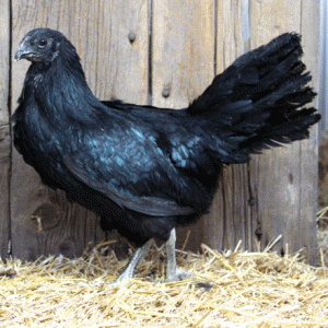 betina Ayam Black Sumatera