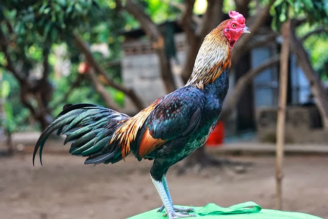 ciri Ayam Birma