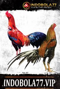 Mengenal Ayam Bangkok Jawara